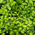 Pittosporum 'Golden Sheen' 140mm