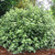 Pittosporum 'Golf Ball' 140mm