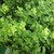 Pittosporum 'Green Pillar' 140mm