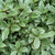 Pittosporum 'Hole In One' 140mm