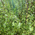 Pittosporum 'James Stirling' 140mm