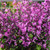 Plectranthus Mona Pink 10in 250mm