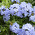 Plumbago auriculata 'Royal Cape' 140mm