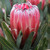 Protea 'Frosted Fire' 7in  175mm