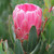 Protea 'Stately' PBR 140mm