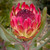 Protea 'Sylvia' 7in  175mm