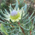 Protea scolymocephala 'White Mystic' 140mm