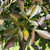 Pseudopanax lessonii 'Purpureum' 12in 300mm