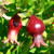 Punica granatum 'Nana' 140mm