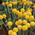 Pycnosorus globosus 'Billy Buttons' 140mm