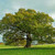 Quercus Robur English Oak 4in  100mm