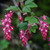 Ribes sanguineum 140mm