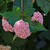 Rondeletia amoena 140mm