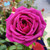 Rosa Showpiece 'Berry' 7in  175mm
