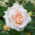 Rosa Showpiece Champagne 7in  175mm