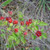 Rubus parvifolius Raspberry 140mm