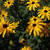 Rudbeckia subtomentosa 140mm