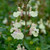 Salvia Heatwave Flash 140mm