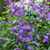 Salvia So Cool Purple 140mm