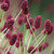 Sanguisorba 'Red Thunder' 140mm