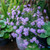 Scabiosa Powder Puff Mauve 140mm