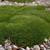 Scleranthus biflorus 140mm