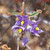Seringia velutina 140mm