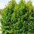 Syzygium Australe 'Pinnacle' 140mm
