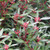 Tasmannia lanceolata (Male) 140mm