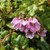 Thomasia brachystachys Cosy Corner 140mm