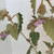Thomasia macrocarpa 'Softy' 140mm