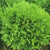 Thuja occidentalis 'Little Champion' 10in 250mm
