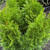Thuja occidentalis 'Smaragd' 12in 300mm