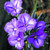 Thysanotus multiflorus Dwarf Fringe Lily 140mm