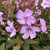 Tibouchina 'Blue Moon' 140mm