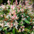 Trachelospermum jasminoides 'Tricolor' 140mm