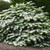 Viburnum plicatum f. tomentosum 140mm