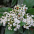 Viburnum tinus 140mm