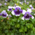 Viola hederacea 140mm