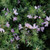 Westringia 'Jervis Gem' 140mm