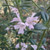 Westringia 'Poorinda Parvane' 140mm