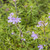 Westringia 'Wynyabbie Gem' 8in  200mm
