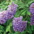 Wisteria 'Amethyst Falls' 8in  200mm