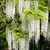 Wisteria floribunda Alba 8in  200mm