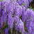Wisteria floribunda Royal Purple 8in  200mm