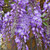 Wisteria sinensis 8in  200mm