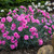 Dianthus 'Candy Floss' 140mm