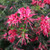 Grevillea 'Strawberry Smoothie' 140mm