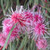 Hakea multilineata 140mm
