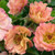 Geum Jazzy Mai Tai 140mm
